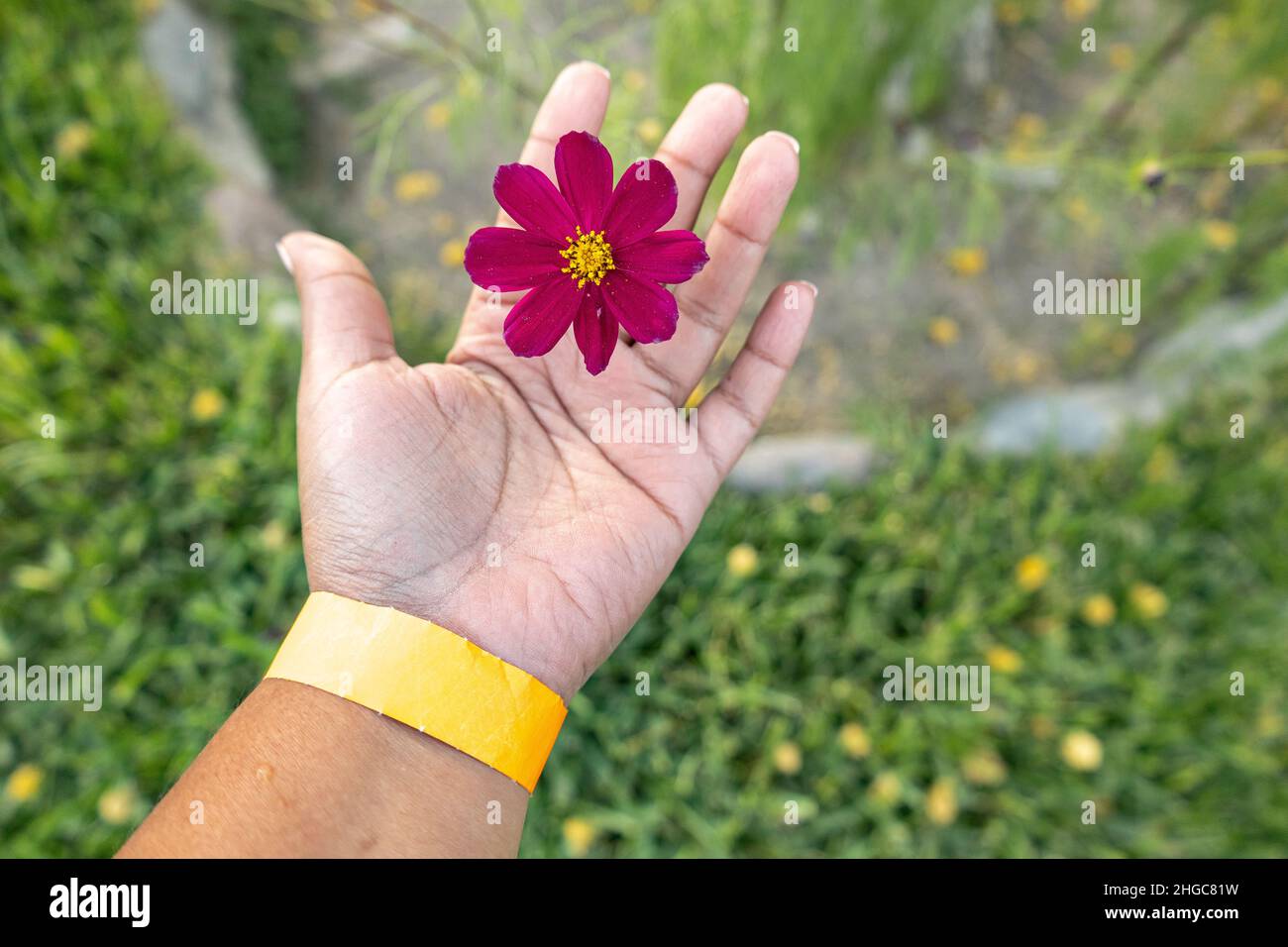 Una mano che tiene un fiore di borgogna chiamato Cosmos Bipinnatus con erba sfocata sullo sfondo Foto Stock