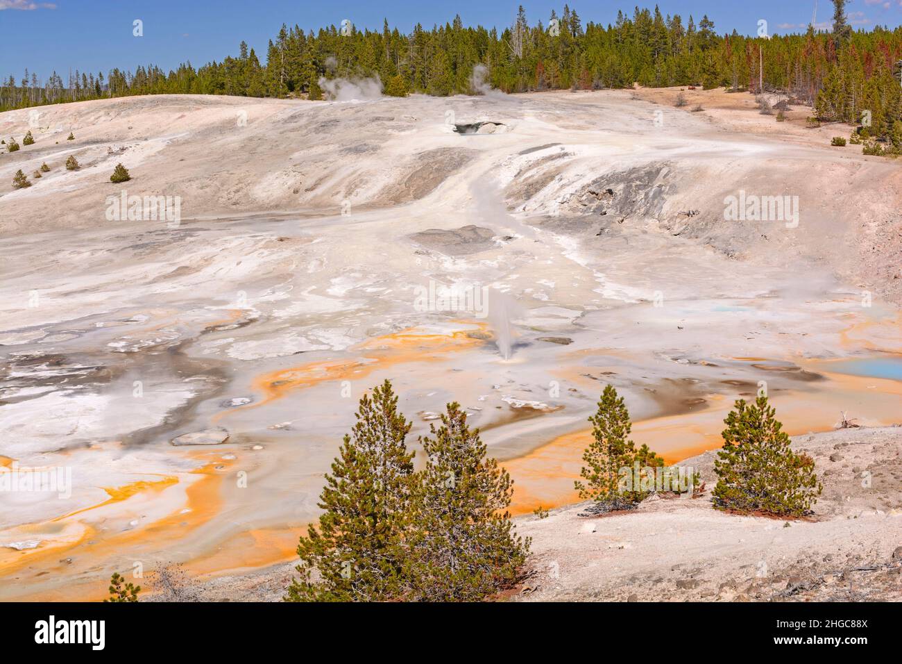 Panorama del bacino di porcellana nel Parco Nazionale di Yellowstone Foto Stock