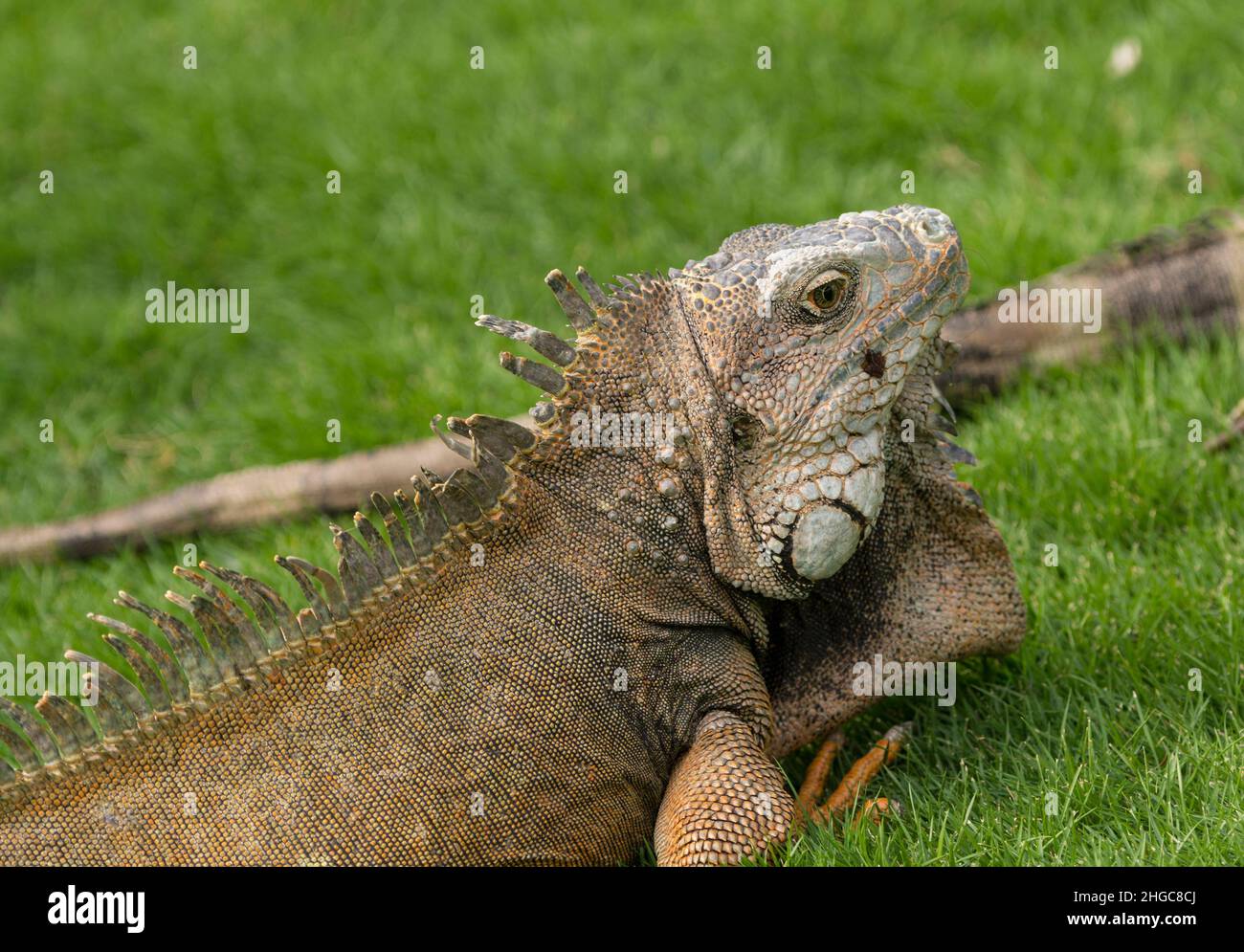 Iguana verde in Parque Seminario in Guayaquil, Ecuador Foto Stock