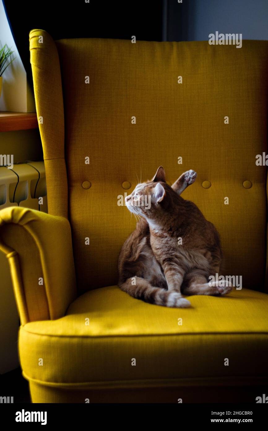 Il gatto domestico rosso si siede su una sedia gialla e guarda fuori la finestra in una posa divertente. Vista frontale. Foto Stock