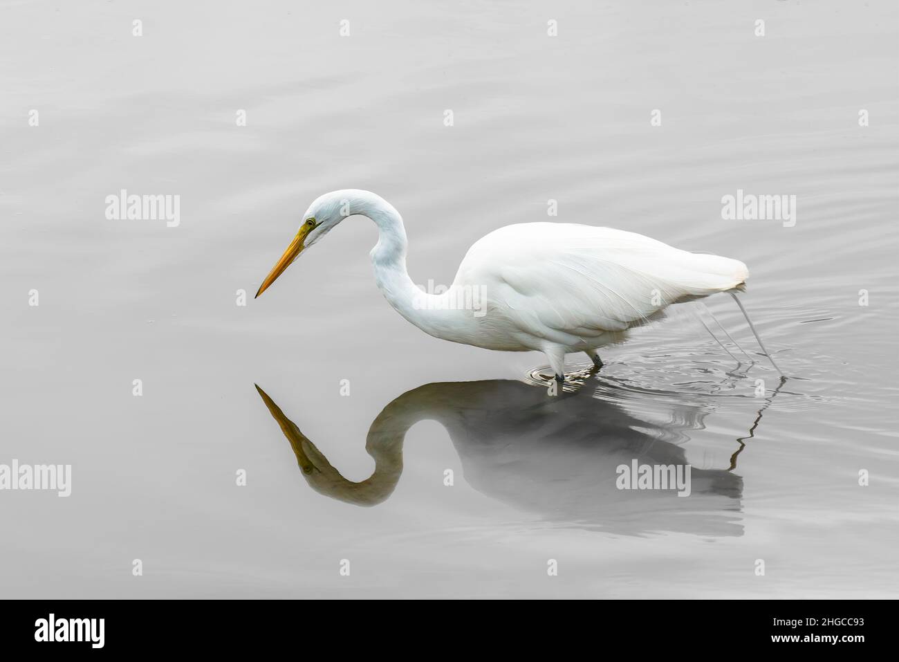 Airone bianco, Grande Egret, camminando lungo la riva. Scena pacifica della fauna selvatica Foto Stock