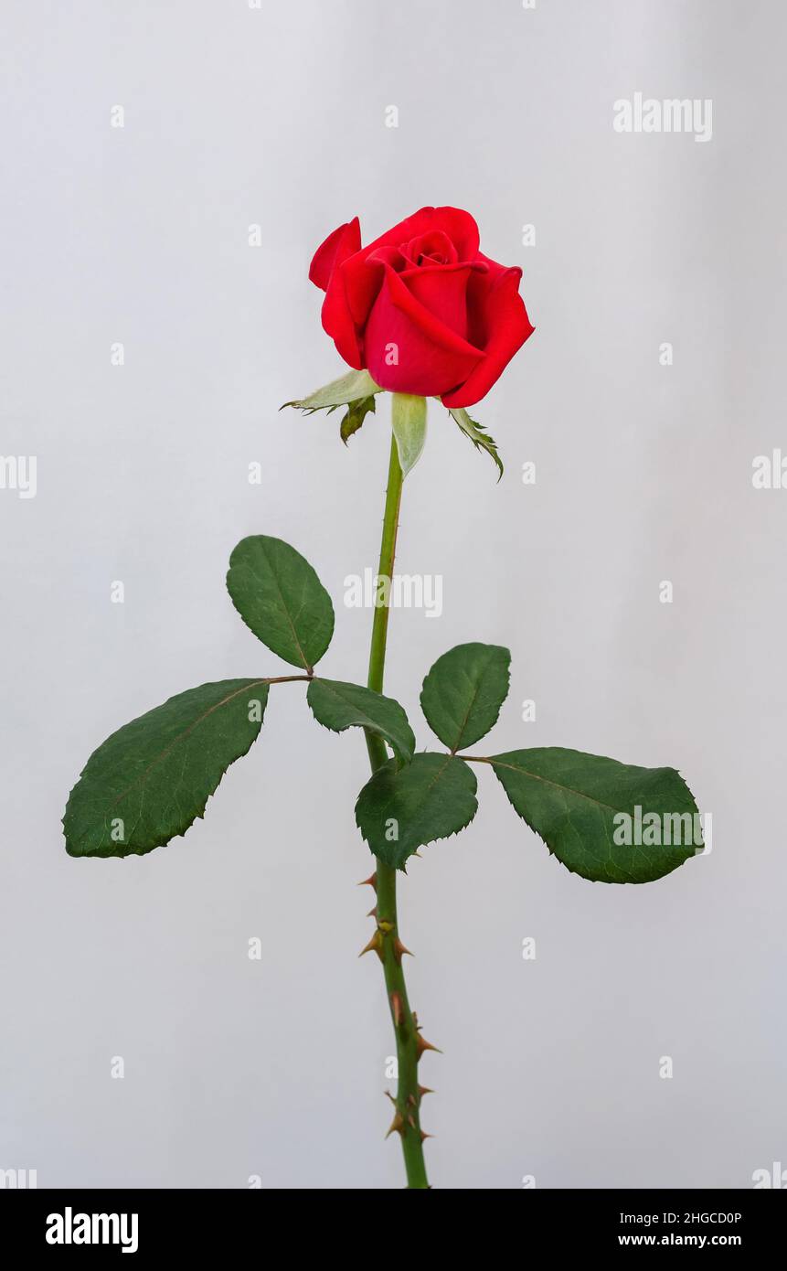 Fiore di rosa rosso in fiore con gambo e foglie su sfondo di carta bianca. Foto Stock