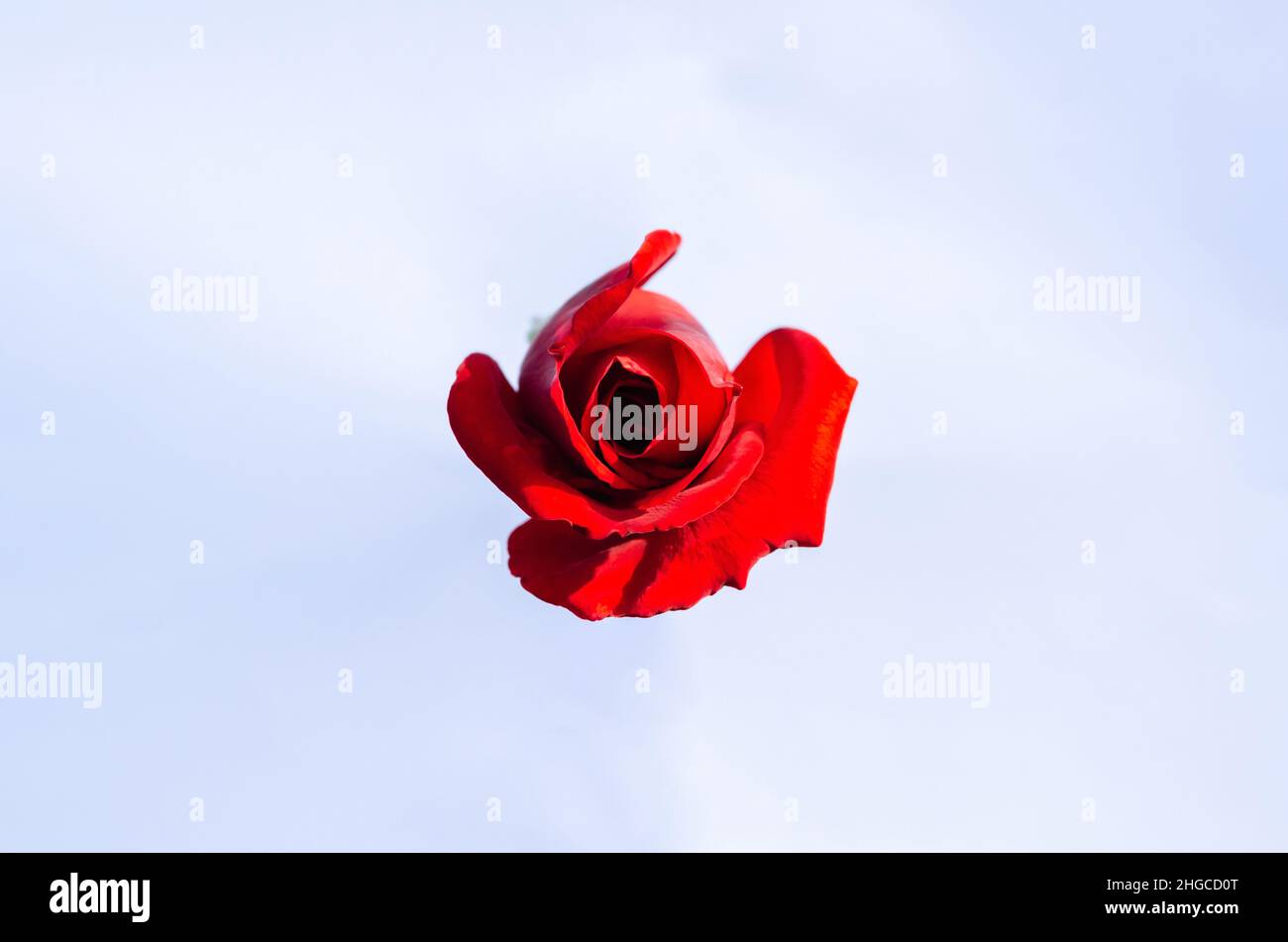 Vista dall'alto di colore rosso fiore rosa isolato su sfondo bianco. Foto Stock