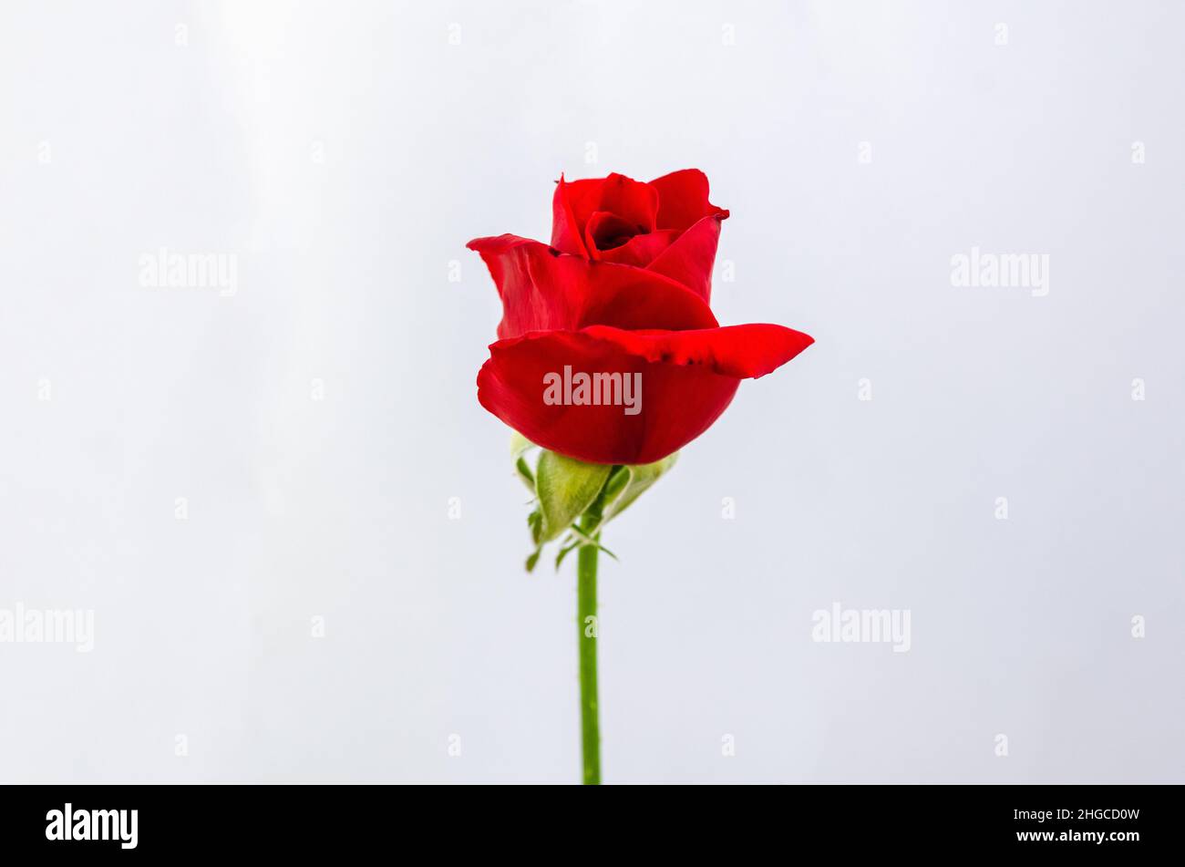 Fiore di rosa rosso in fiore isolato su sfondo di carta bianca. Foto Stock