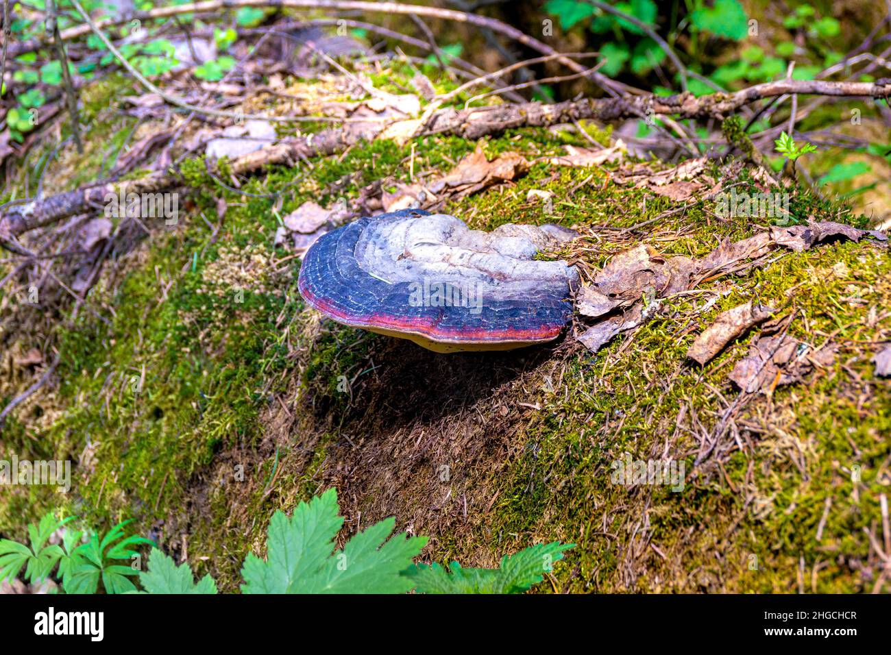 il fungo di tinder cresce su un tronco di albero bugiolo completamente coperto di muschio, equilibrio dell'ecosistema del mondo forestale, fuoco selettivo Foto Stock