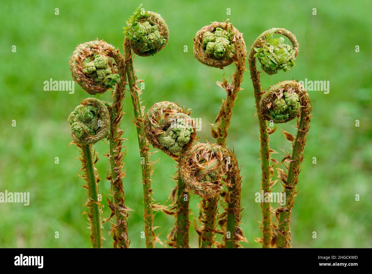 Fern (Polypodiopsida) in primavera , Karlovy Vary, Repubblica Ceca Foto Stock