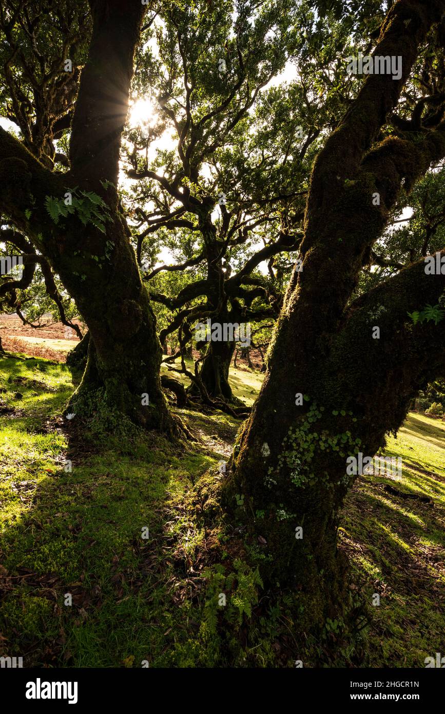 Fucilato di un albero di alloro attraverso il divario tra i tronchi mossi di altri due alberi, sole che brilla attraverso i rami, alloro foresta di Fanal, Madeira Foto Stock