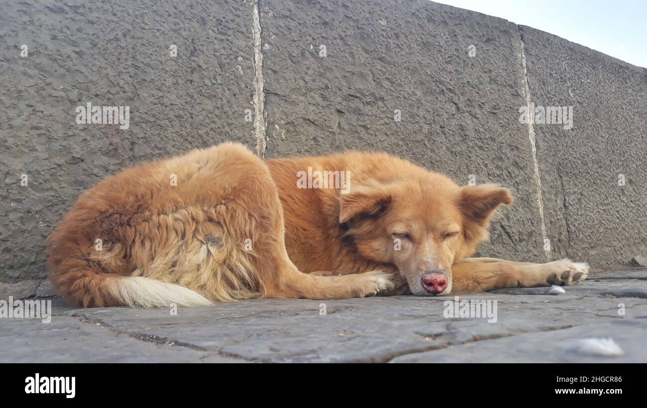 Bel cane di strada che dorme sulla strada Foto Stock
