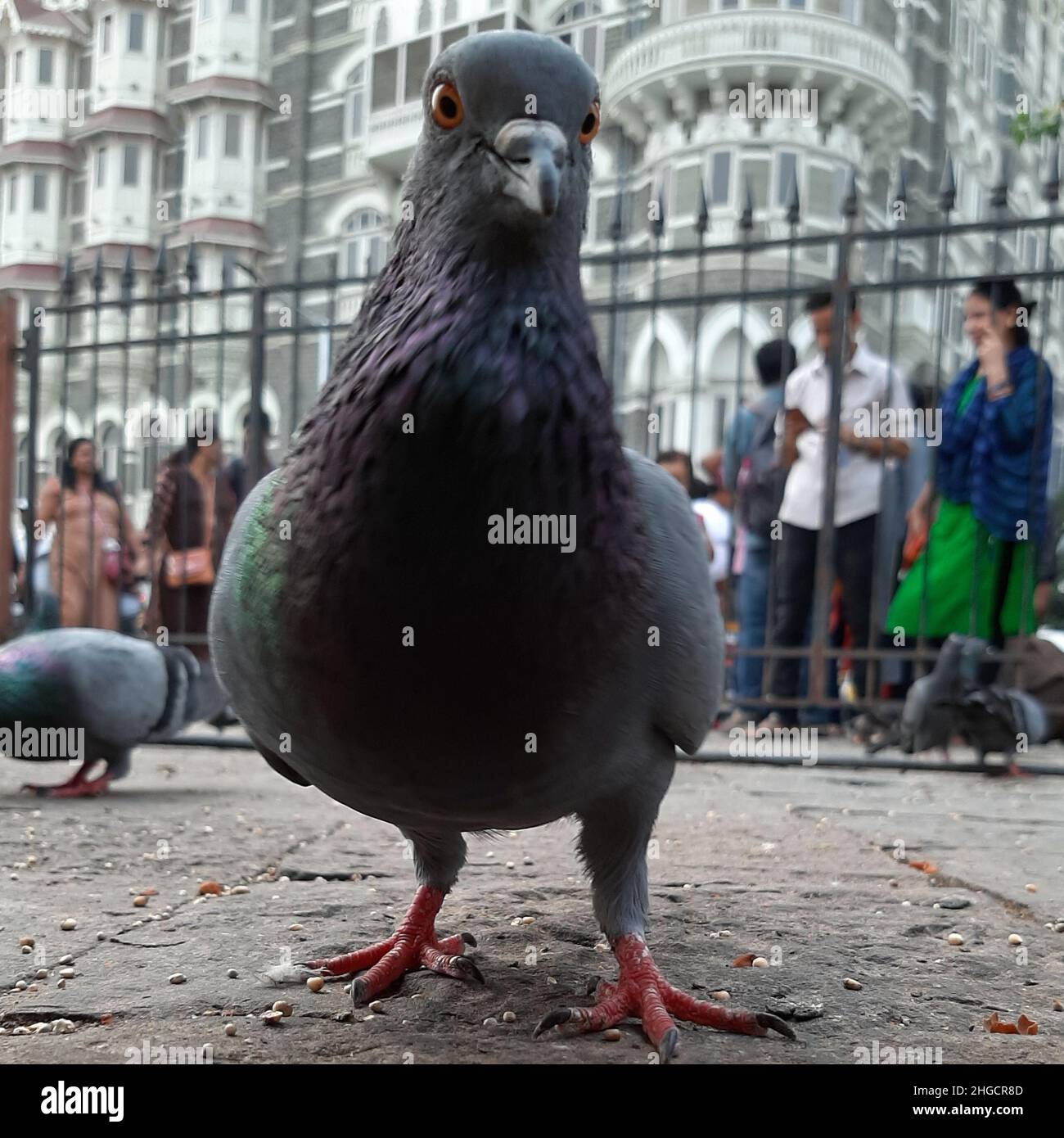 Bella Pigeon Closeup faccia sulla strada Foto Stock