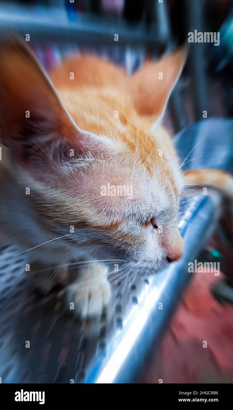 Cute Cat Closeup viso e seduta sul banco Foto Stock