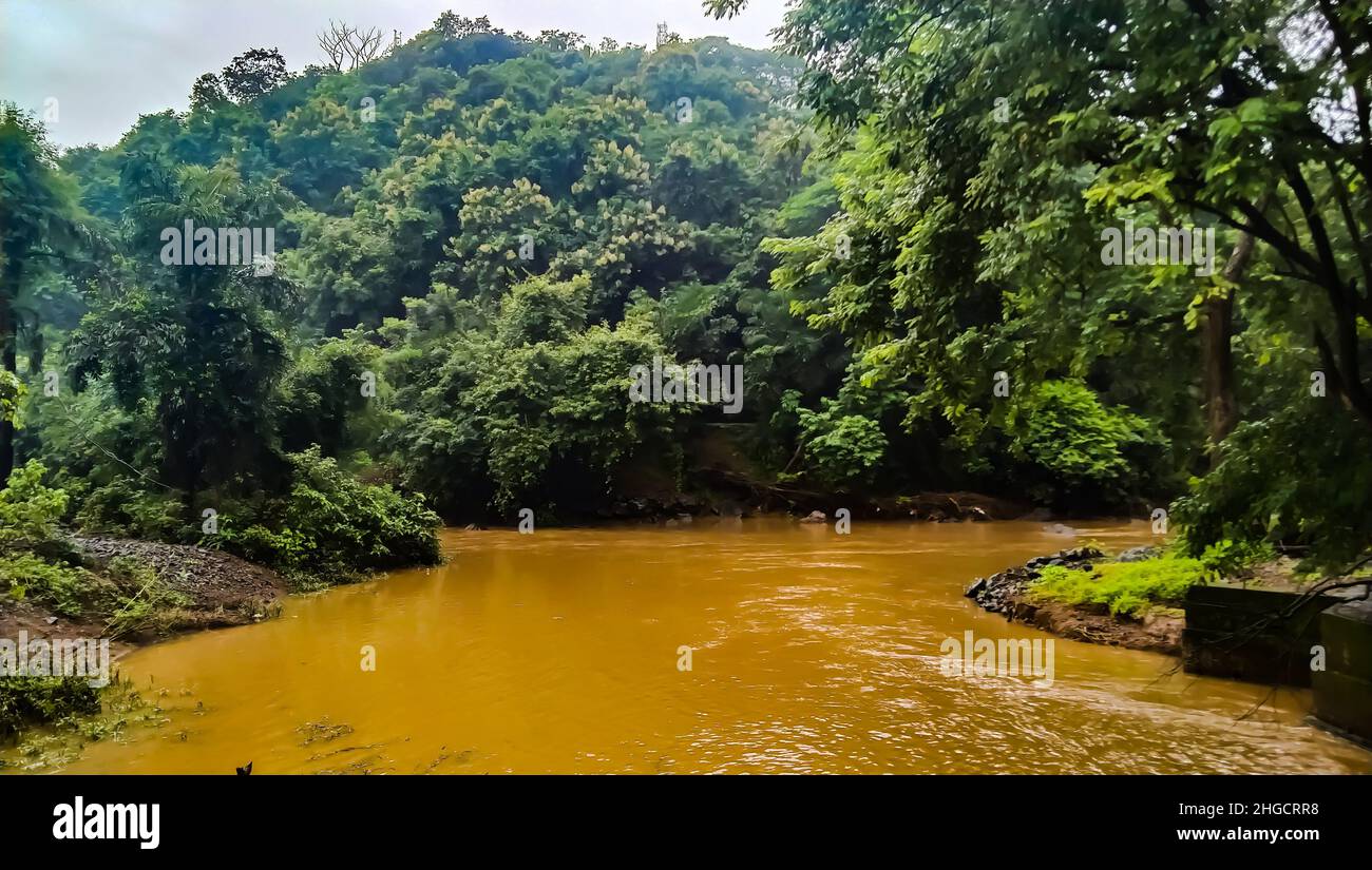 Fiume flusso nella foresta densa Foto Stock