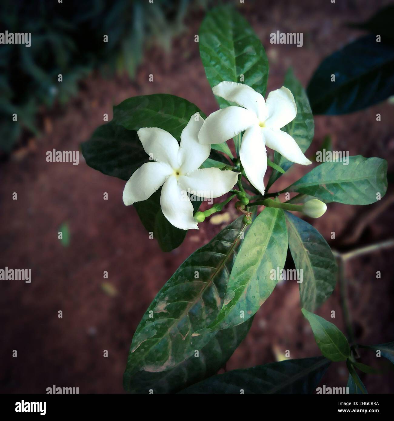 Bella pianta di fiori di gelsomino bianco Foto Stock