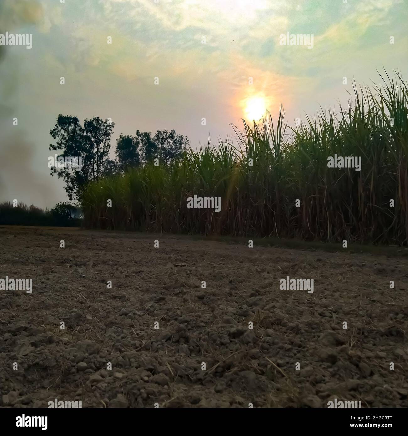 Coltivazione della canna da zucchero in campo agricolo Foto Stock