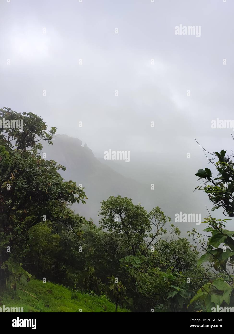 Alberi e piante sulla collina con nebbia Foto Stock