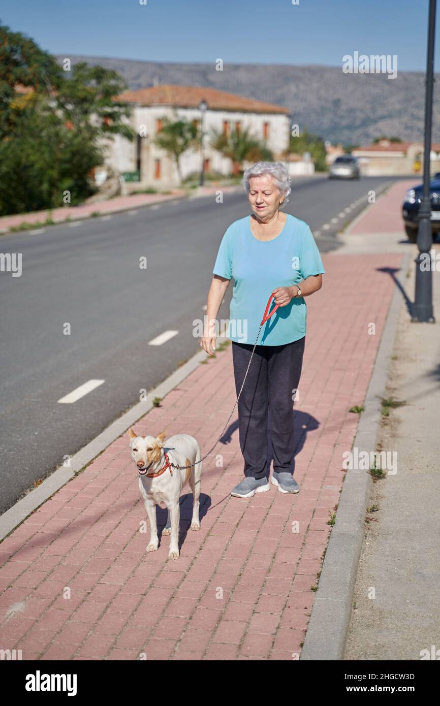 Corpo pieno di donna anziana con capelli grigi leader Podenco cane al guinzaglio sul marciapiede lastricato in giornata di sole Foto Stock