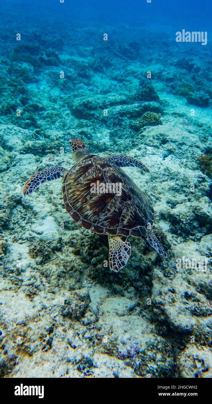 Nuoto con tartarughe verdi, Gili Meno, Indonesia Foto Stock