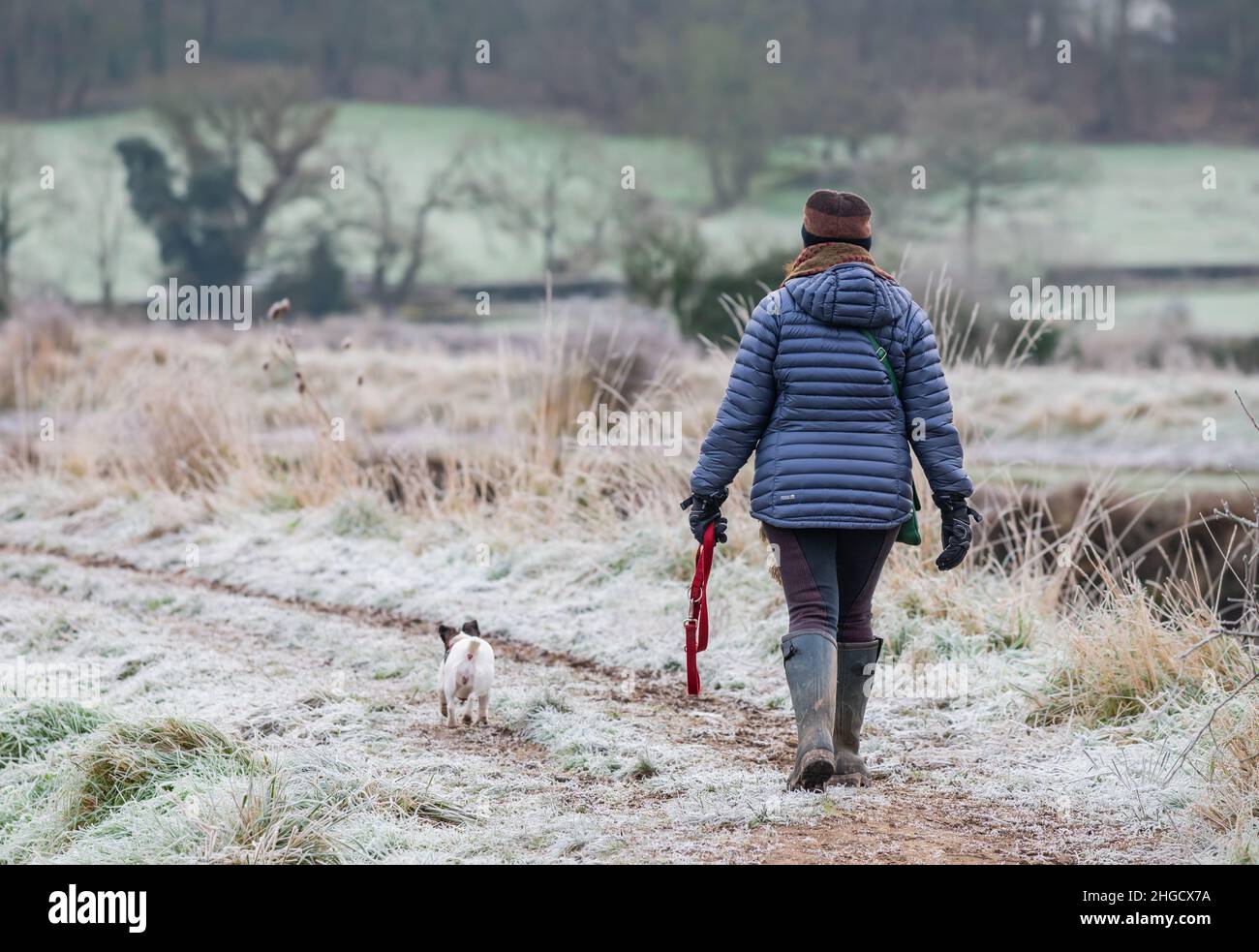 Donna che indossa cappello e cappotto a piedi un cane in una fredda mattina in inverno, con il gelo che copre il terreno in West Sussex, Inghilterra, Regno Unito. Foto Stock