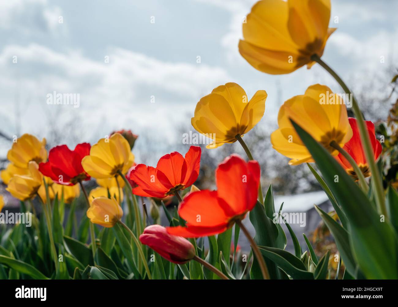 Tulipani rossi e gialli che ondeggiano nel vento contro un cielo blu nuvoloso Foto Stock