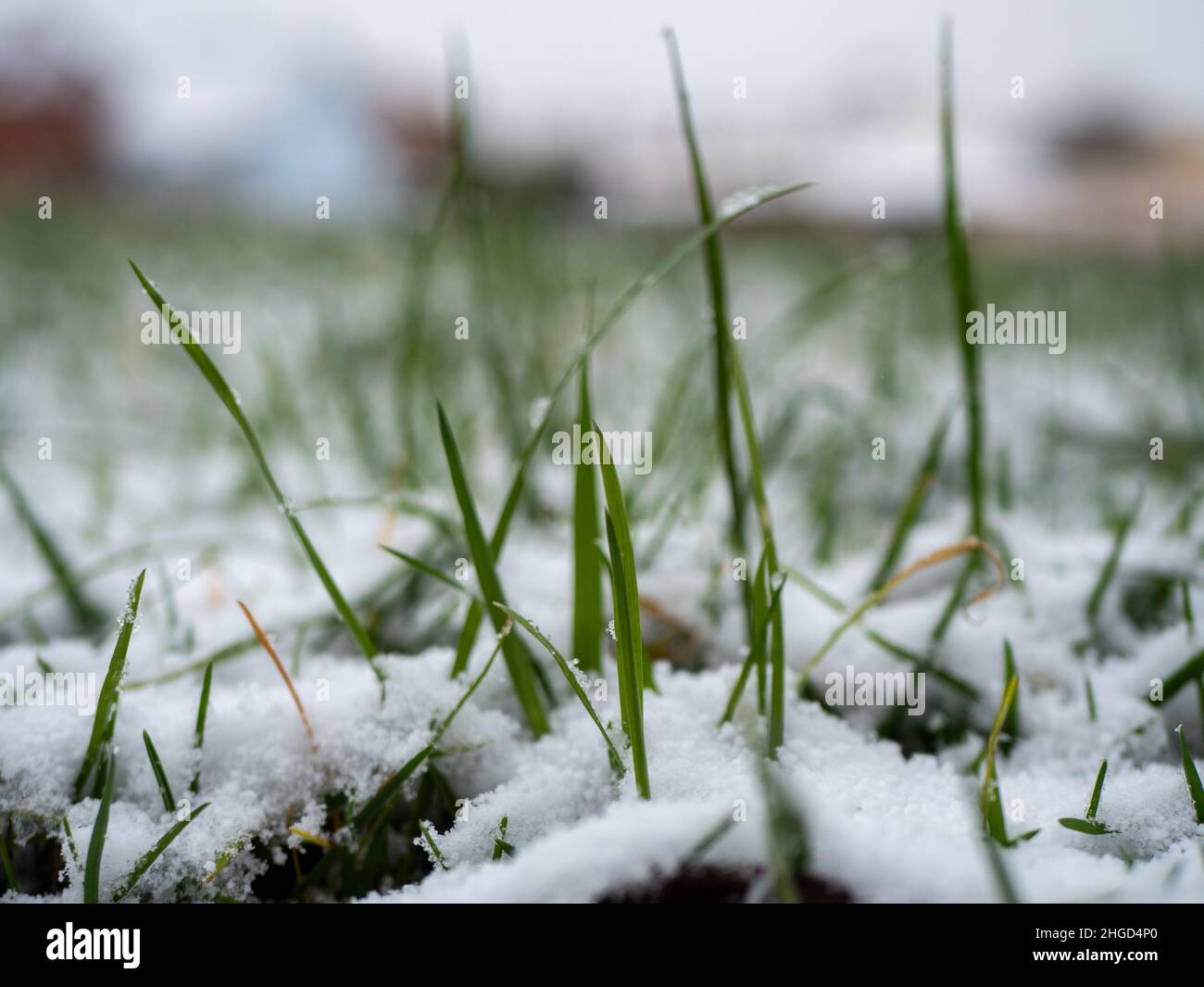 erba coperta di neve in inverno Foto Stock