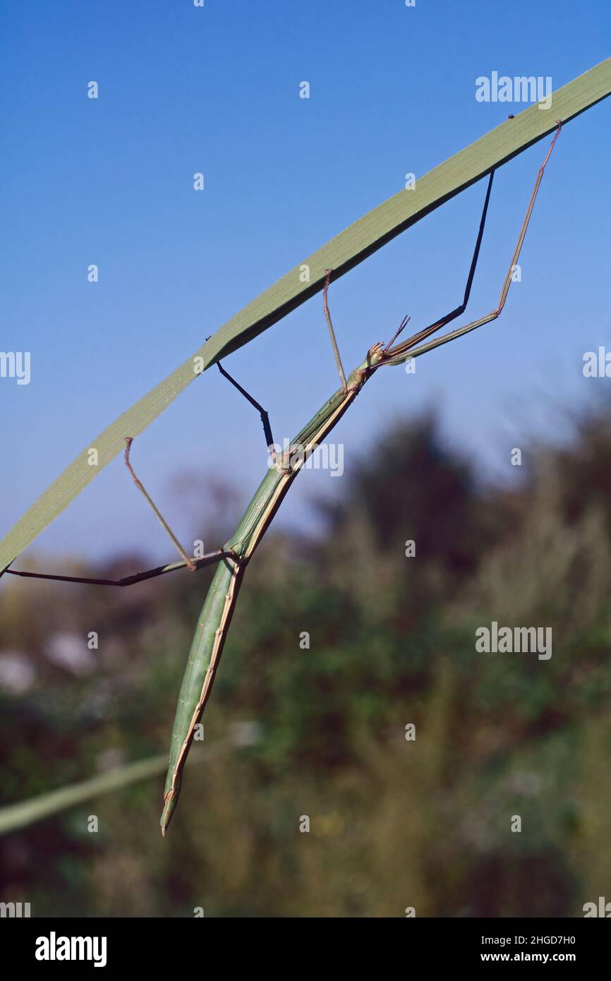 Esemplare di insetto di bastone europeo, Bacillus rossius, Bacillidae Foto Stock