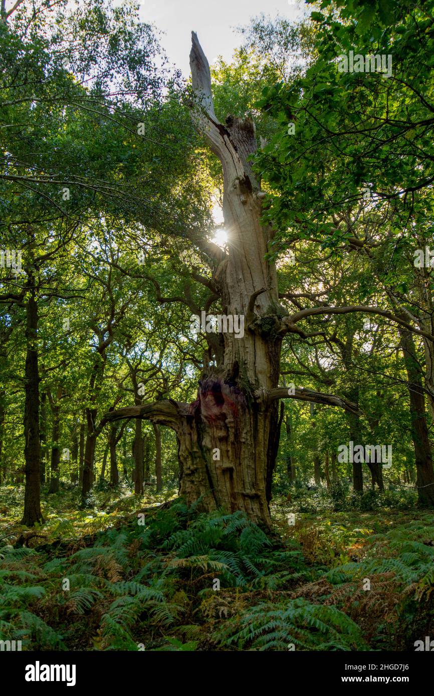 quercia decadente in foresta Foto Stock