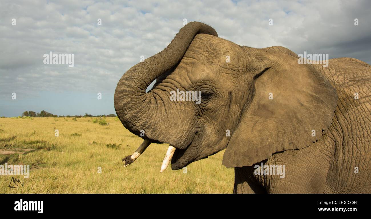 tronco di sollevamento dell'elefante Foto Stock