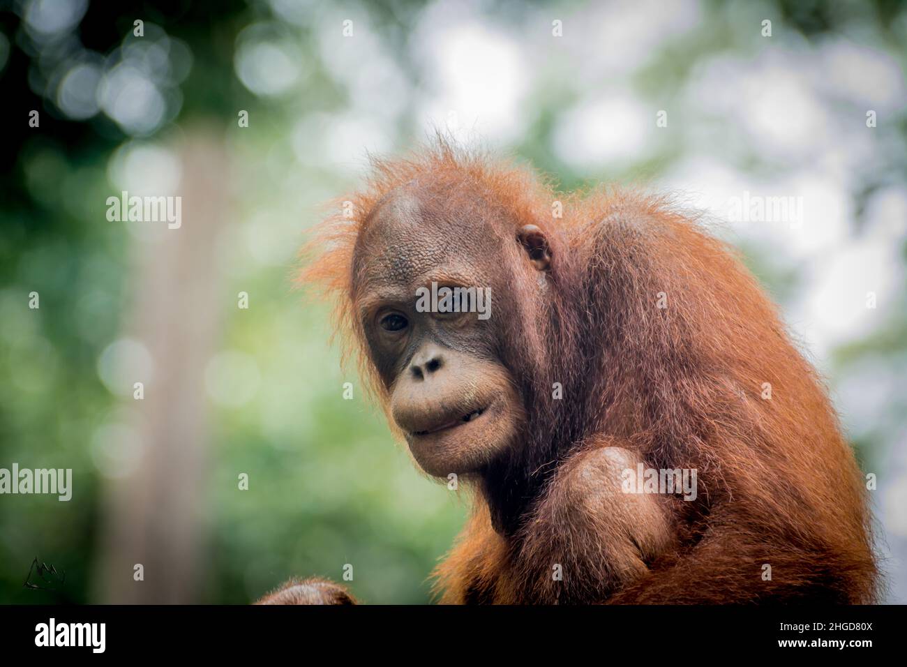 Orangutan giovane nella foresta Foto Stock