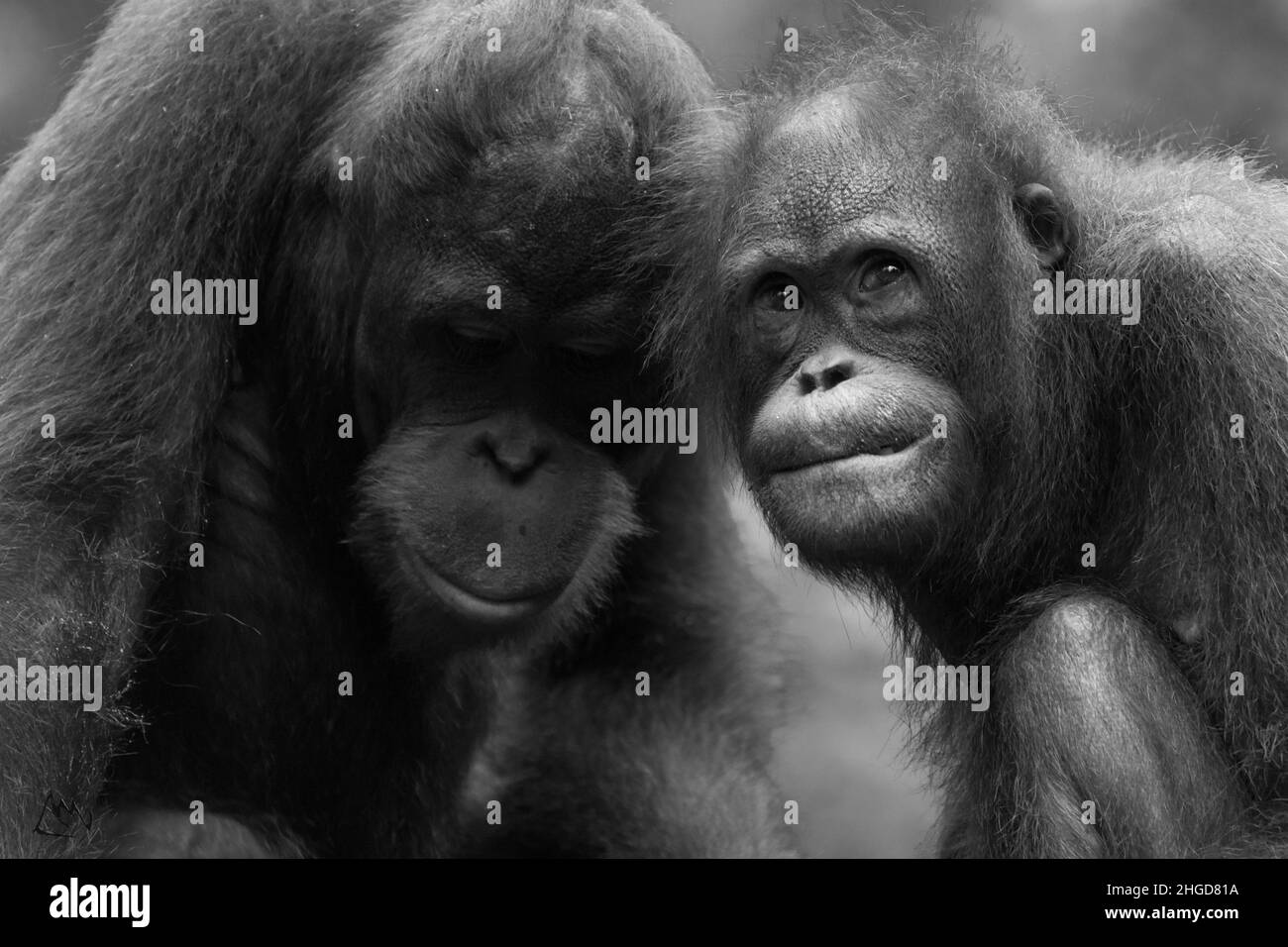 Alimentazione di Orangutan nel Borneo Foto Stock