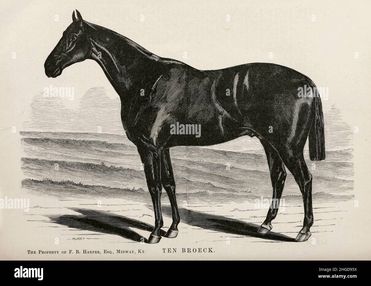 Ten Broeck disegnato da Henry Stull Ten Broeck (Louisville, 29 giugno 1872 – 28 giugno 1887) è stato un ippopotano statunitense della U.S. Racing Hall of Fame di razza Thoroughbred, vincitore nel 1878 della gara di Louisville. Contro il grande California mare Mollie McCarty è stato immortalato nella canzone folk del Kentucky comunemente chiamata 'Molly e Tenbrooks'. Dal libro ' famosi cavalli da corsa americani ' pubblicato nel 1877 da Porter e Coates Philadelphia, Foto Stock