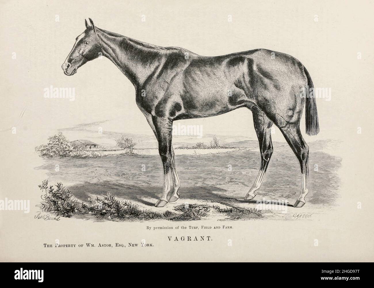 Vagrant disegnato da [Vagrant, 17 maggio 1873 – circa 1890) è stato un cavallo da corsa americano di Thoroughbred, meglio conosciuto per la sua vittoria del Kentucky Derby del 1876. Vagrant fu il primo dei nove geldings a vincere il Kentucky Derby ed era un colt bianco-immagazzinato della baia sorse da Virgil fuori del mare Lazy (da Scythian (GB)). Virgil fu notevole per l'allevamento di cavalli da corsa del diciannovesimo secolo e si trovava al Milton H. Sanford's Preakness Stud a Lexington, Kentucky. Vagrant è legato, attraverso il suo sire, ad altri due primi vincitori del Kentucky Derby, Hindoo (1881) e ben Ali (1886)]. Dal libro ' famosa corsa americana h Foto Stock