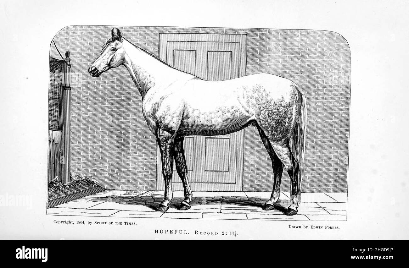 Speranzoso dalla cyclopedia di ogni proprietario del cavallo: L'anatomia e la fisiologia del cavallo; le caratteristiche generali; i punti del cavallo, con le indicazioni su come sceglierlo; i principi dell'allevamento, e il tipo migliore da cui riprodursi; il trattamento della covata mare e del fallo; Allevare e rompere il freddo; scuderie e gestione stabile; guida, guida, ecc. malattie, ecc., e come curarli. I principali farmaci, e le dosi in cui possono essere somministrati in modo sicuro; incidenti, fratture, e le operazioni necessarie in ogni caso; tacchette, ecc Editore: Philadelphia : Porter & Coates 1 Foto Stock