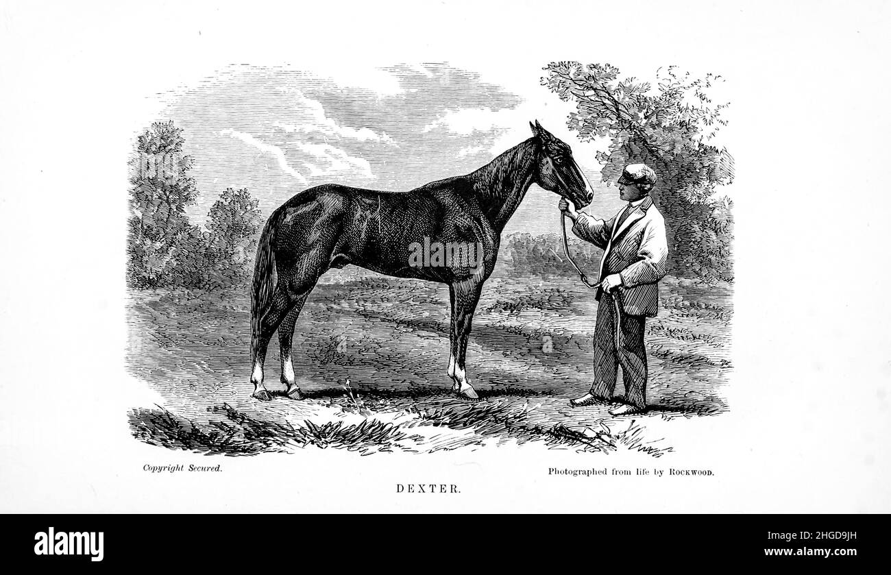 Dexter, il re trotto della cyclopedia di ogni proprietario del cavallo: L'anatomia e la fisiologia del cavallo; le caratteristiche generali; i punti del cavallo, con le indicazioni su come sceglierlo; i principi dell'allevamento, e il genere migliore da cui riprodursi; il trattamento della covata mare e del fallo; Allevare e rompere il freddo; scuderie e gestione stabile; guida, guida, ecc. malattie, ecc., e come curarli. I principali farmaci, e le dosi in cui possono essere somministrati in modo sicuro; incidenti, fratture, e le operazioni necessarie in ogni caso; tacchette, ecc Editore: Philadelphia : Foto Stock