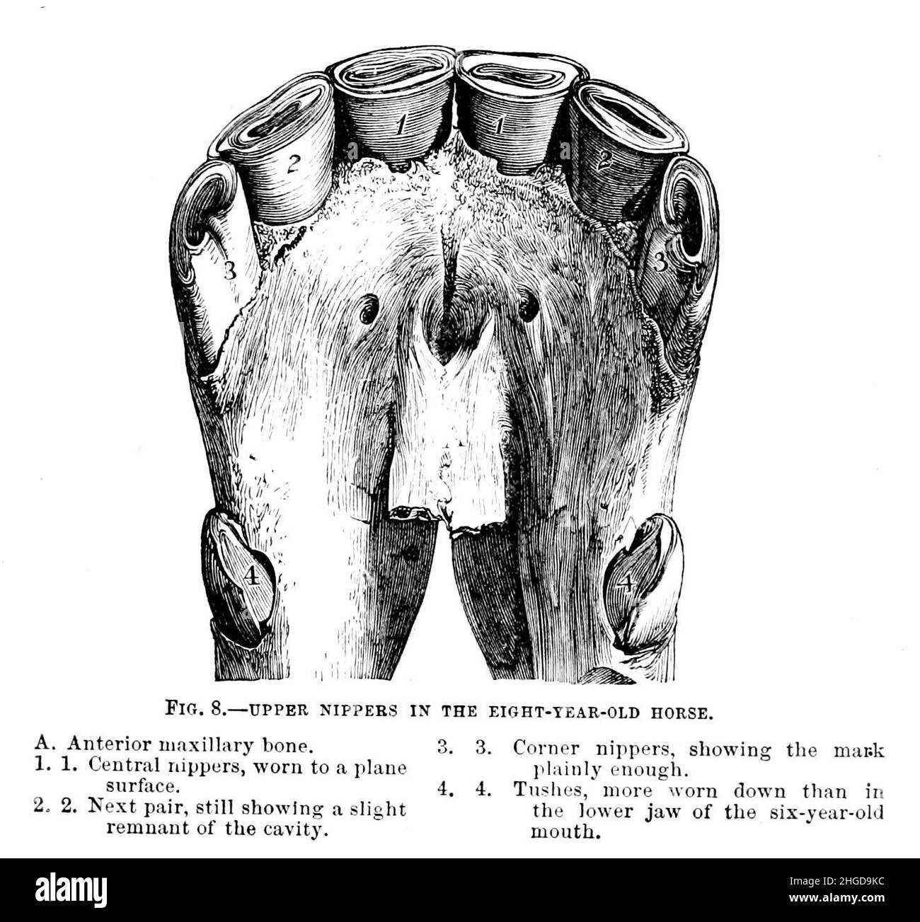 I Nippers superiori in un cavallo di otto anni di ogni cyclopedia del proprietario del cavallo: L'anatomia e la fisiologia del cavallo; le caratteristiche generali; i punti del cavallo, con le indicazioni su come sceglierlo; i principi di allevamento, ed il genere migliore da cui allevare; Il trattamento della covata mare e del fallo; innalzamento e rottura del colt; scuderie e gestione stabile; equitazione, guida, ecc., ecc. malattie, e come curarli. Le principali medicine, e le dosi in cui possono essere somministrate in modo sicuro; incidenti, fratture, e le operazioni necessarie in ogni caso; tacchette, ecc. Editore: Foto Stock