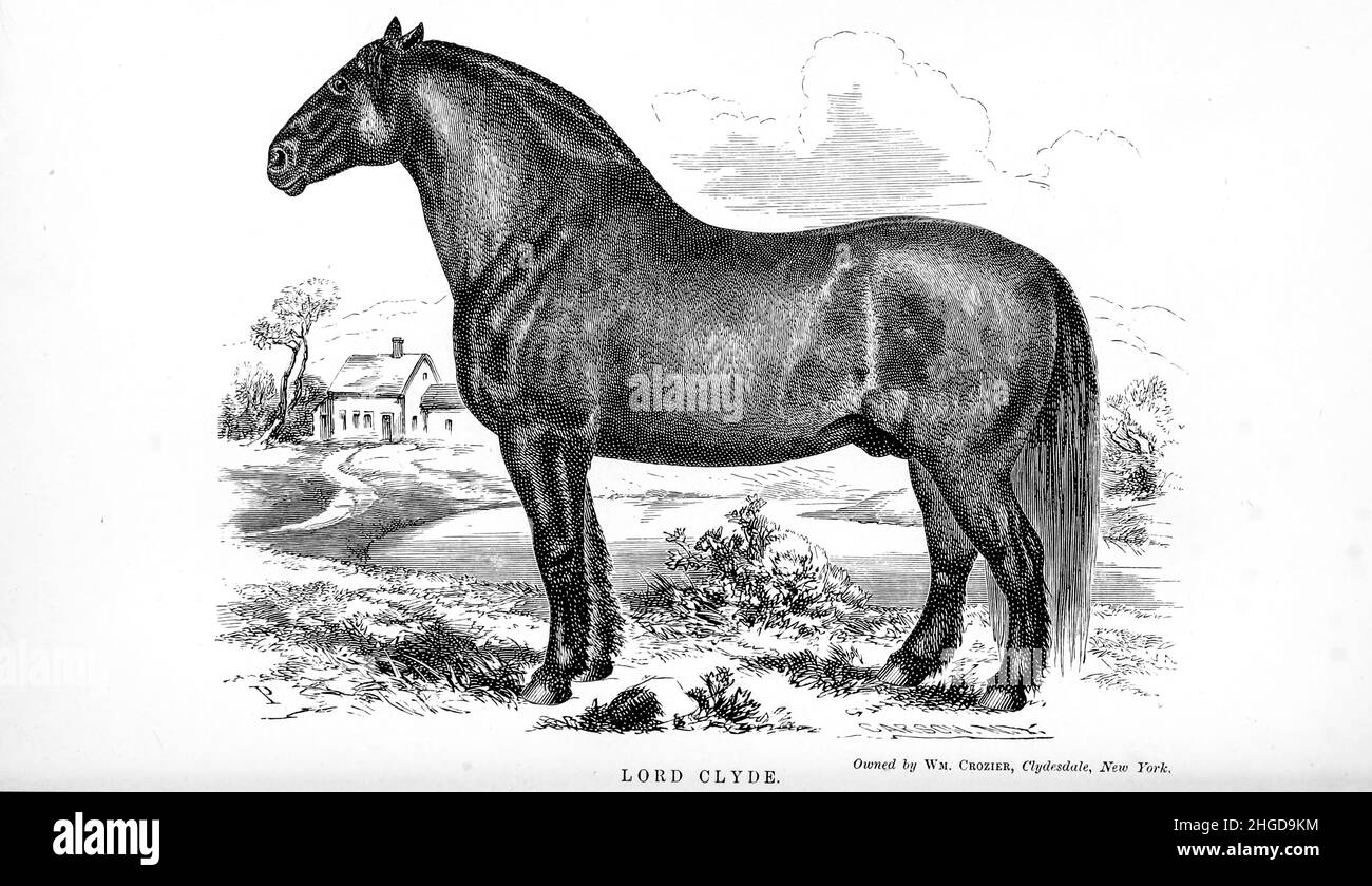 Lord Clyde di ogni proprietario di cavallo: L'anatomia e la fisiologia del cavallo; le caratteristiche generali; i punti del cavallo, con le indicazioni su come sceglierlo; i principi di allevamento, e il tipo migliore da cui riprodursi; il trattamento della covata mare e del fallo; Allevare e rompere il freddo; scuderie e gestione stabile; guida, guida, ecc. malattie, ecc., e come curarli. Le principali medicine, e le dosi in cui possono essere somministrate in modo sicuro; incidenti, fratture, e le operazioni necessarie in ogni caso; tacchette, ecc Editore: Philadelphia : Porter & Coate Foto Stock