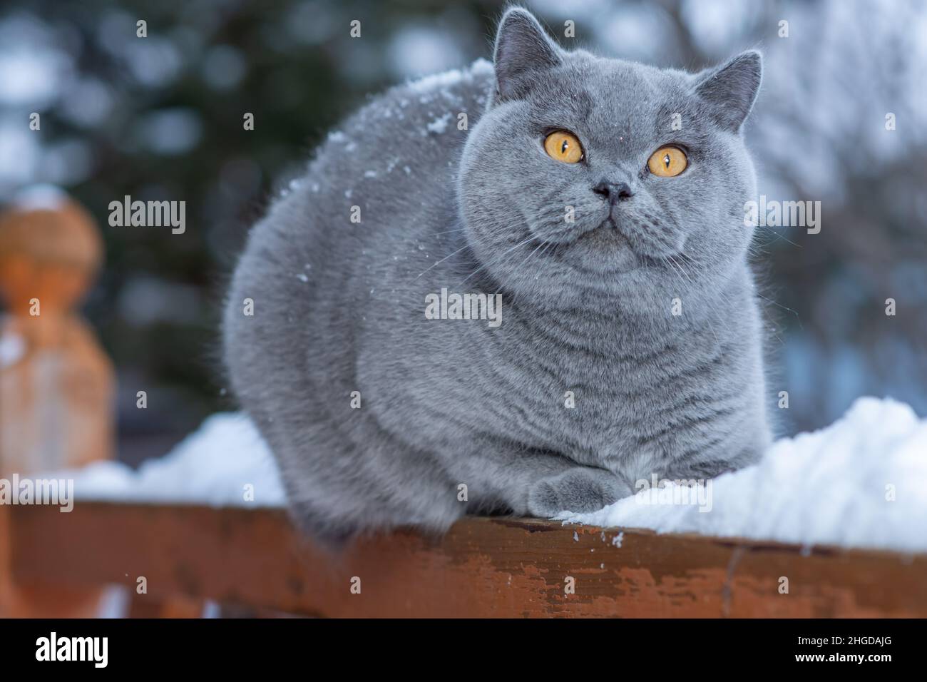 Un gatto domestico di una razza britannica di shorthair con gli occhi gialli nella neve, Un gatto britannico grigio siede sulla ringhiera di una casa di campagna all'aperto in gelido Foto Stock