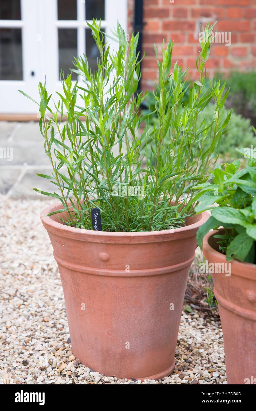 Dragoncello francese, pianta di erbe che cresce in una pentola di terracotta in un giardino di cucina del Regno Unito Foto Stock