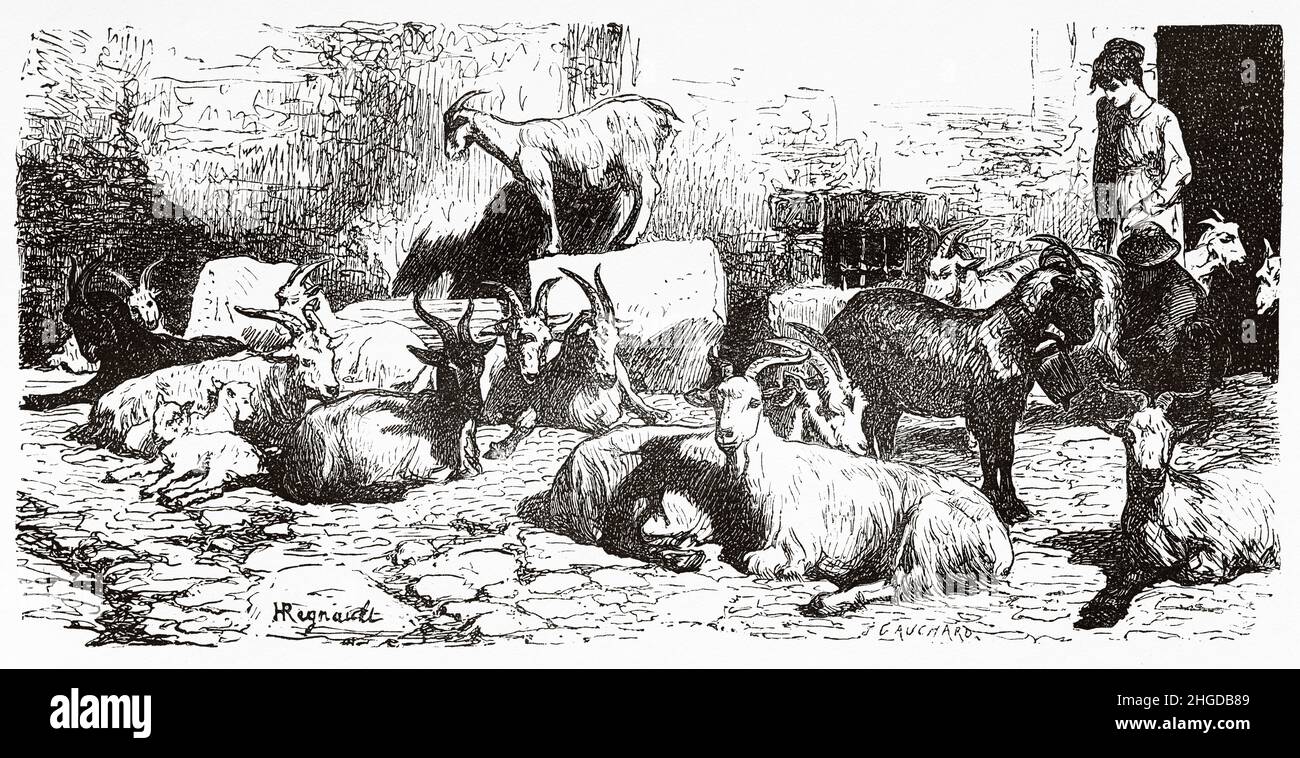 Capre della campagna romana, Roma. Italia, Europa. Antica illustrazione incisa del 19th secolo da Trip to Rome di Francis Wey, le Tour du Monde 1870 Foto Stock