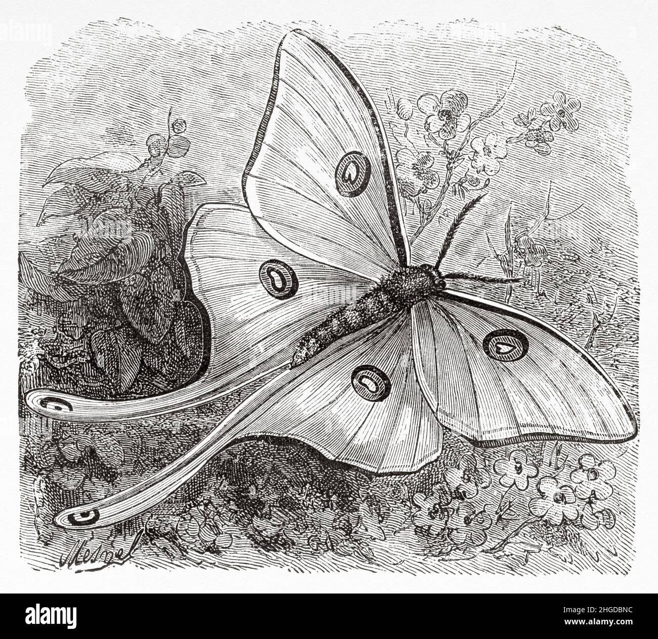 Luna Moth Actias luna. Vecchio 19th secolo inciso illustrazione da quattro mesi in Florida da Achille Poussielgue, le Tour du Monde 1870 Foto Stock