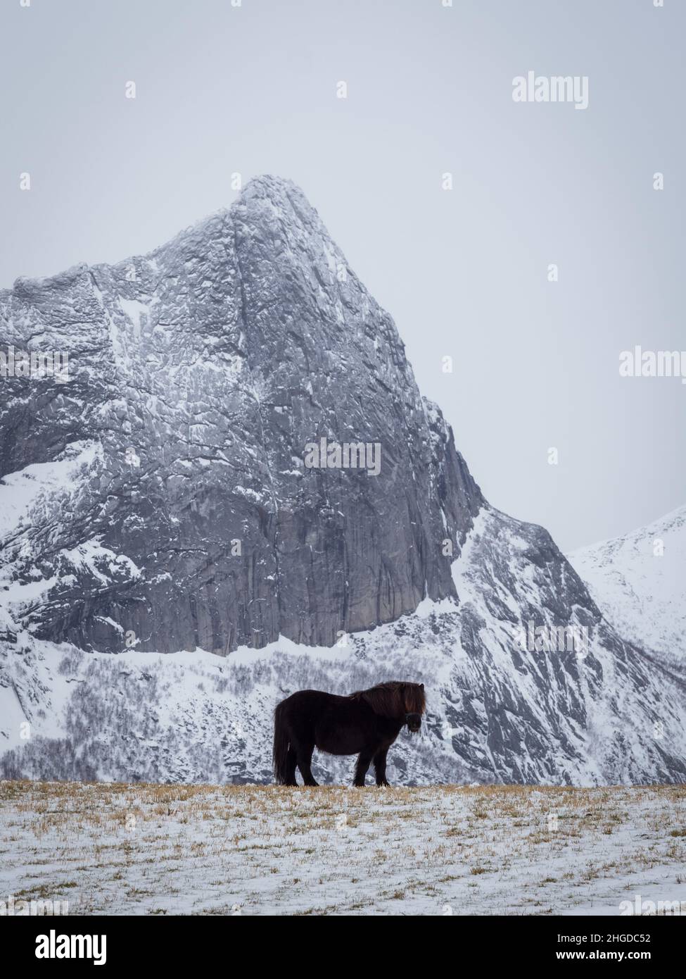Cavallo con montagna in background durante l'inverno. Foto Stock