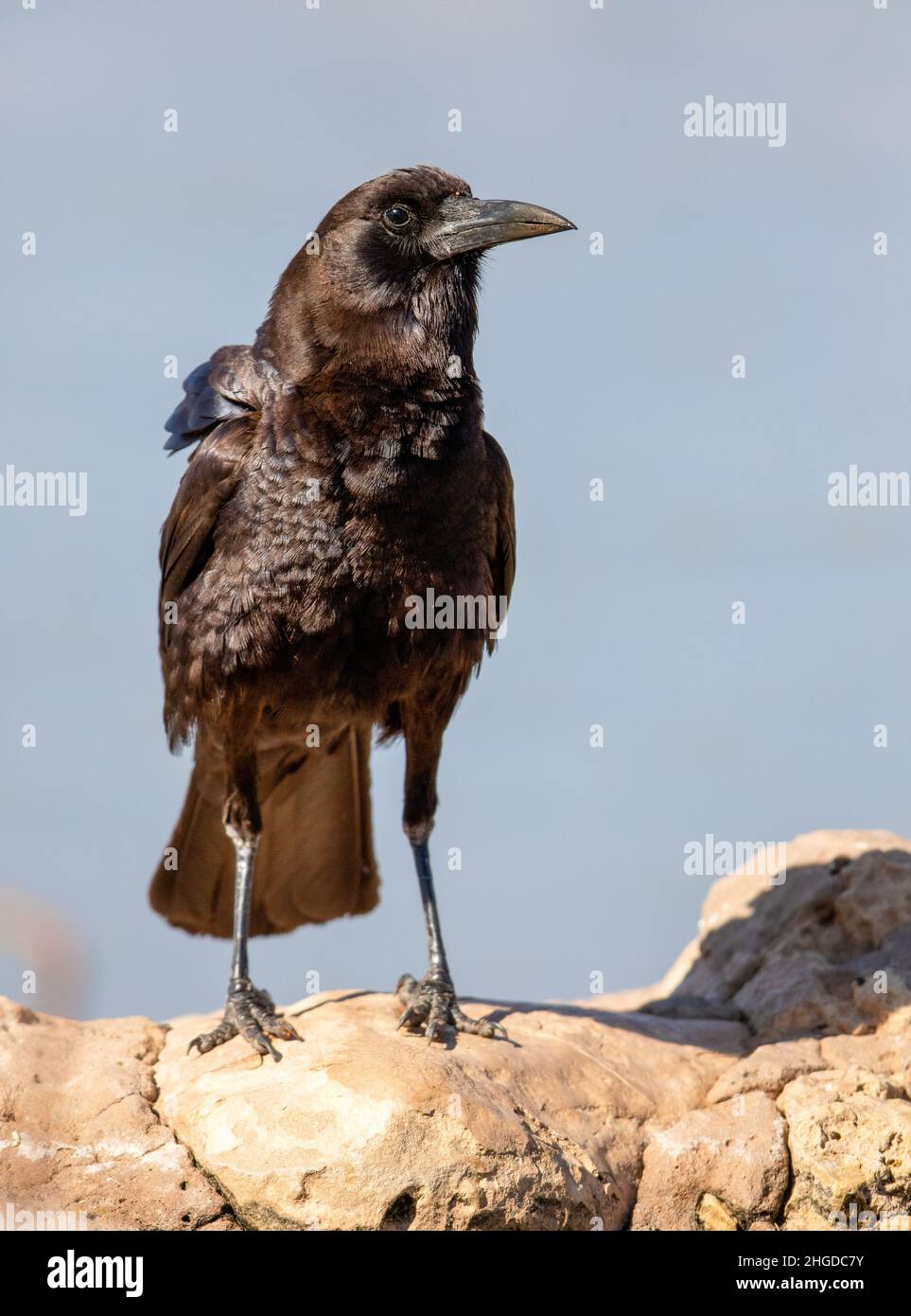 Capo Crow nel Kgalagadi Foto Stock