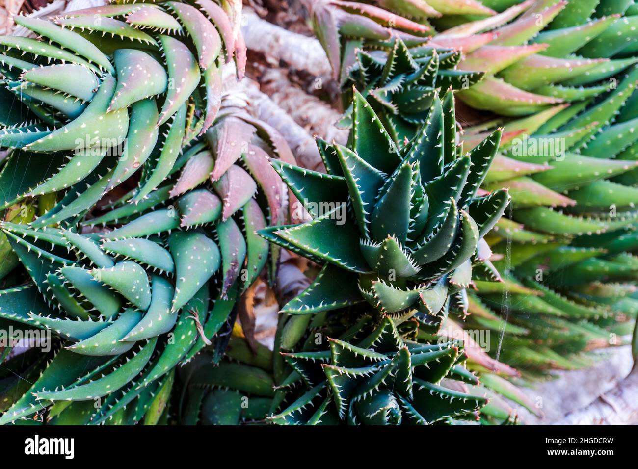 Primo piano di Cactus Aloe vera coltivando naturalmente a Gran Canaria, Isole Canarie, Spagna Foto Stock