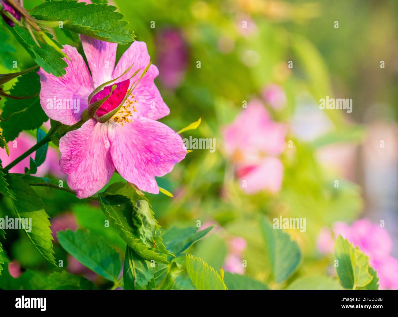 Bella rosa scuro fiore rosa canina primo piano. Fiore cespuglio di Rosehip Medicinal. Spazio libero. Foto Stock