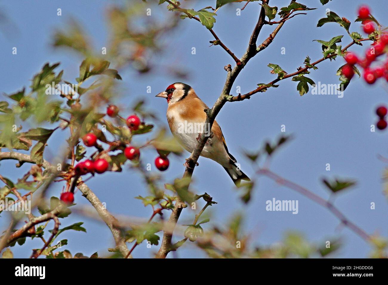 Goldfinch, Cardeulis Cardeulis Foto Stock