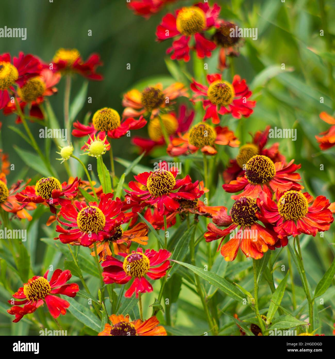 Fiori rossi Echinacea in fiore nel giardino Foto Stock