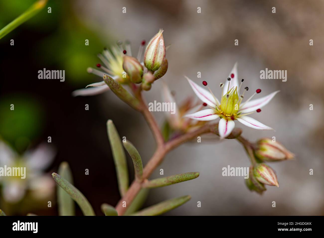 Saxifraga Sedoides fiore in foresta, primo piano tiro Foto Stock