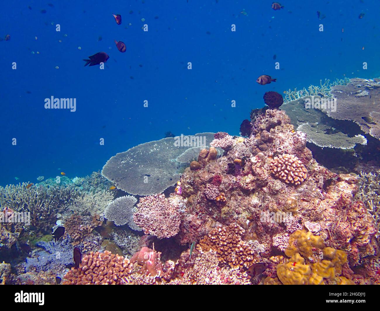 barriera corallina e pesci Foto Stock