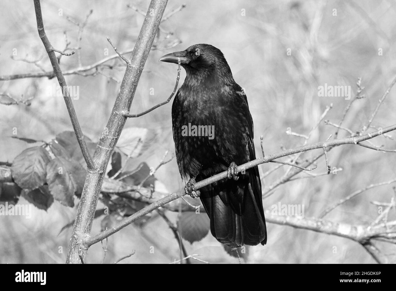 Corvo comune nero (Corvus corax) arroccato su ramo d'albero Foto Stock