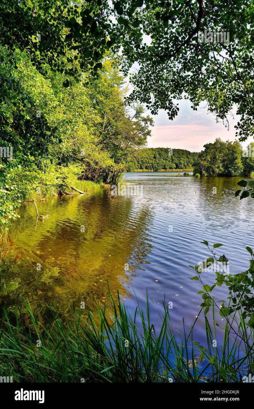 Lago Amts circondato da foresta, Biosphere Reserve Schorfheide-Chorin, Brandeburgo, Germania Foto Stock