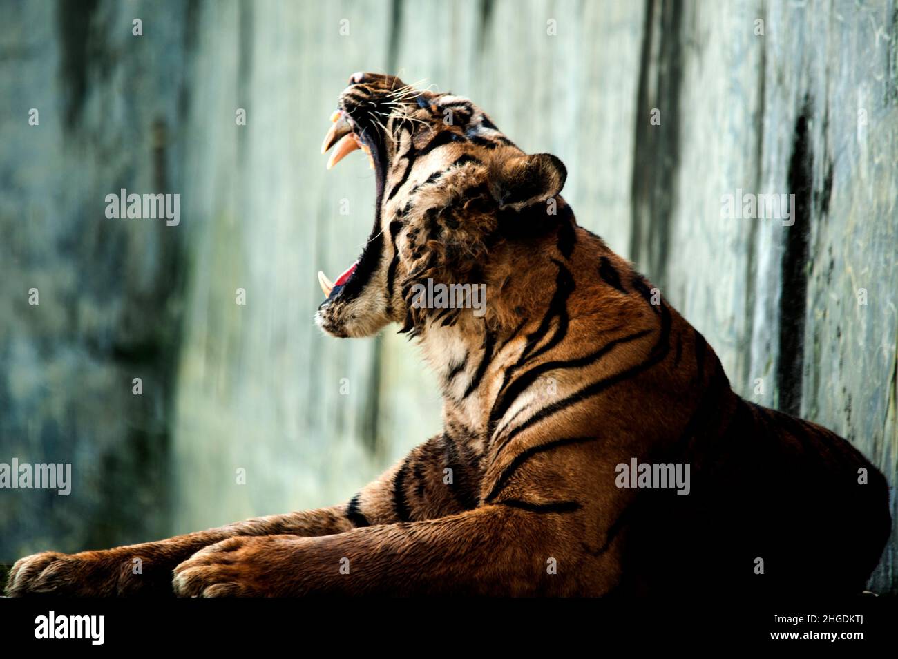 (220120) -- MEDAN, 20 gennaio 2022 (Xinhua) -- Una tigre di Sumatran (Panthera tigris sumatrae) è vista a Medan Zoopark nella provincia di Sumatra settentrionale, Indonesia, il 20 gennaio 2022. Il prossimo anno lunare cinese segna l'anno della Tigre, che è il terzo segno zodiacale nel ciclo zodiacale cinese. (Foto di Sutanta Aditya/Xinhua) Foto Stock