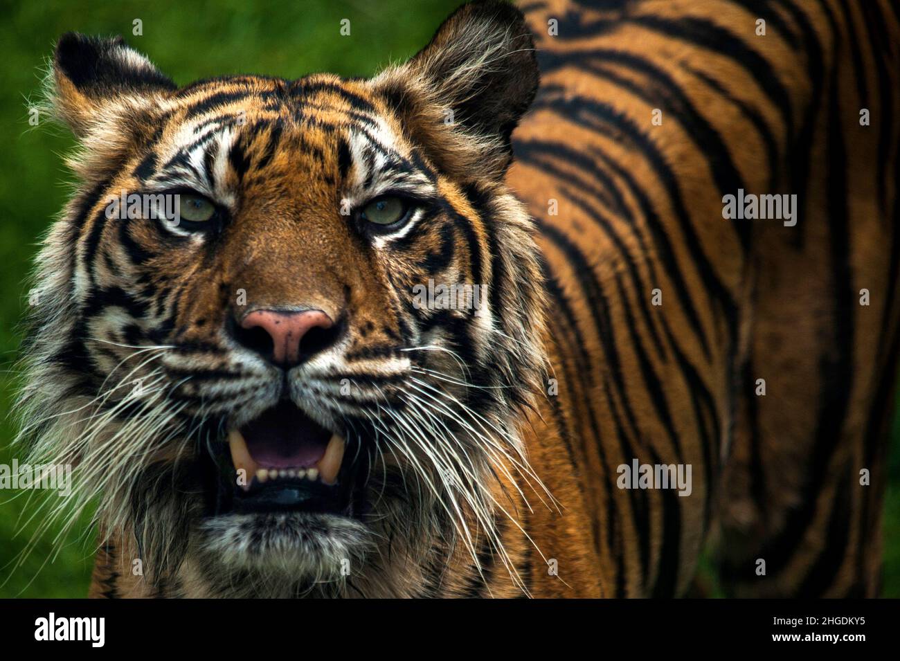 Medan. 20th Jan 2022. Una tigre di Sumatran (Panthera tigris sumatrae) è vista a Medan Zoopark nella provincia di Sumatra settentrionale, Indonesia il 20 gennaio 2022. Il prossimo anno lunare cinese segna l'anno della Tigre, che è il terzo segno zodiacale nel ciclo zodiacale cinese. Credit: Sutanta Aditya/Xinhua/Alamy Live News Foto Stock